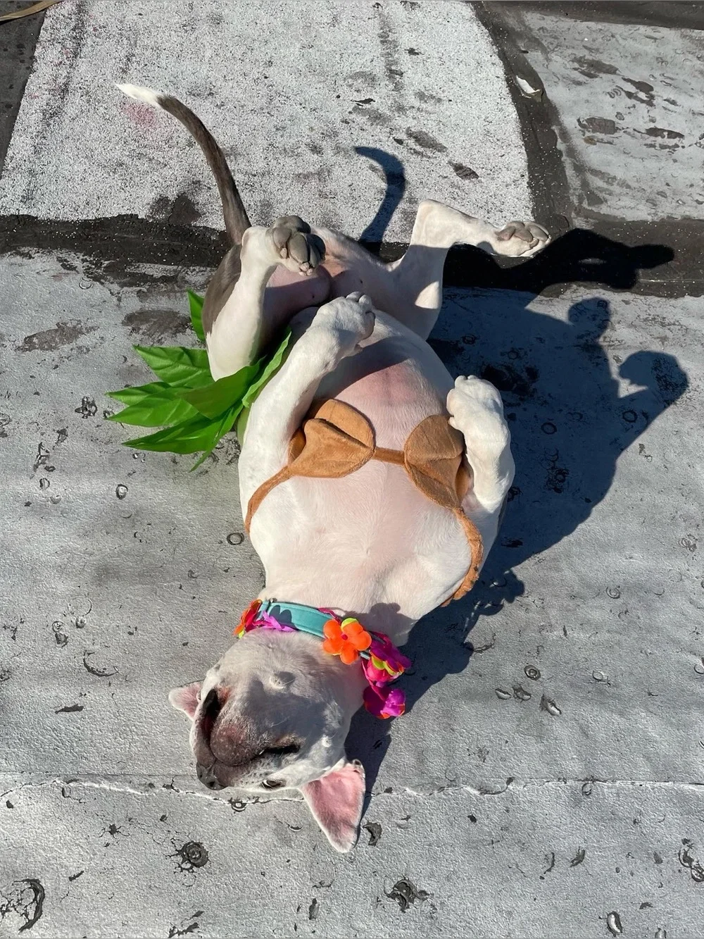 Hula Girl Hawaiian Dog Halloween Costume